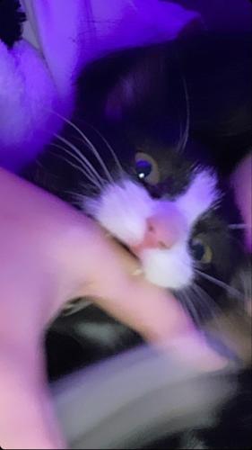 ryoíchí d kyroíí#1454131902#4420